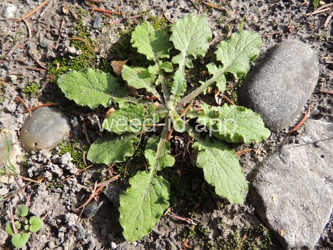 nipplewort